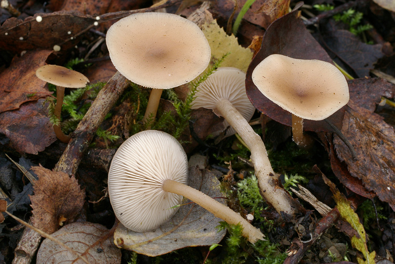 Clitocybe fragrans